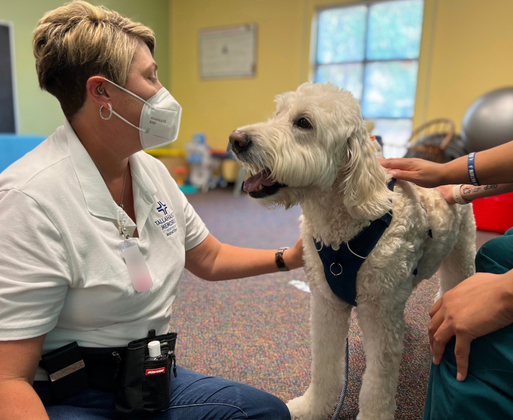 A labradoodle therapy dog