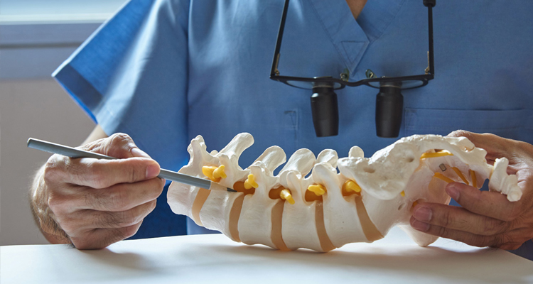 A doctor examining a model of a spine