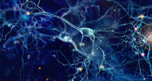 Neuroscience Services