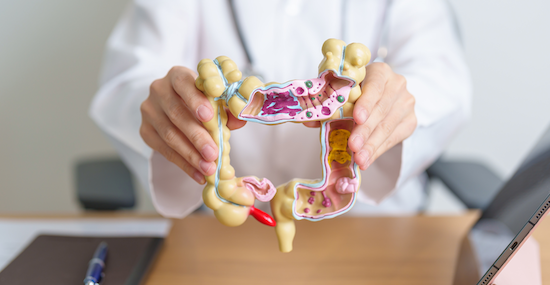 3D model of a colon