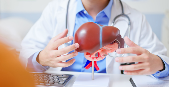 Doctor displaying model liver