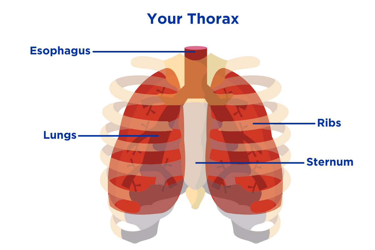 thorax