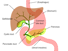 Gallbladder graphic